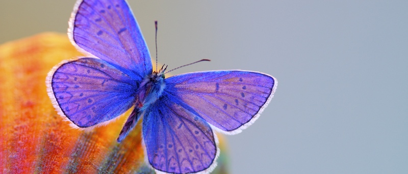 Все о бабочках в Нижнем Новгороде | ЗооТом портал о животных