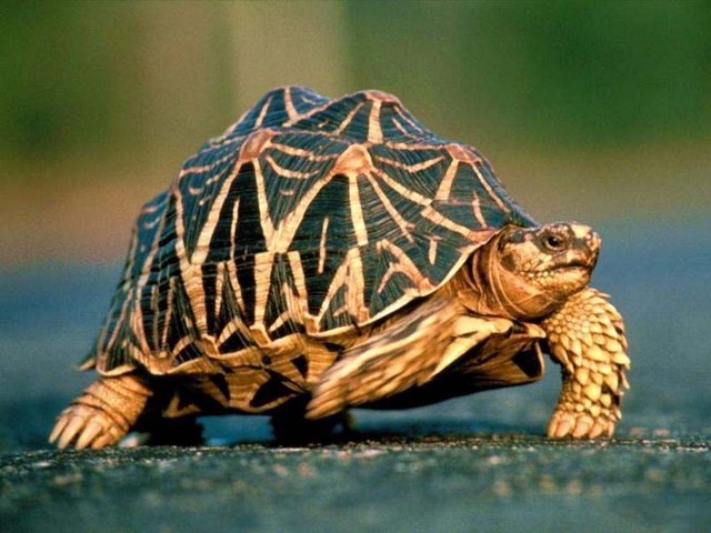 Все о черепахах в Нижнем Новгороде | ЗооТом портал о животных
