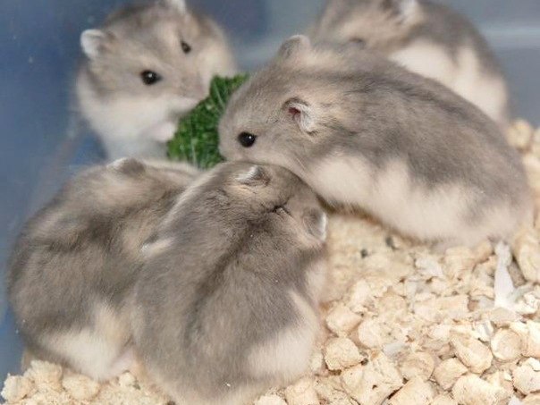 Породы хомяков | ЗооТом - продажа, вязка и услуги для животных в Нижнем Новгороде