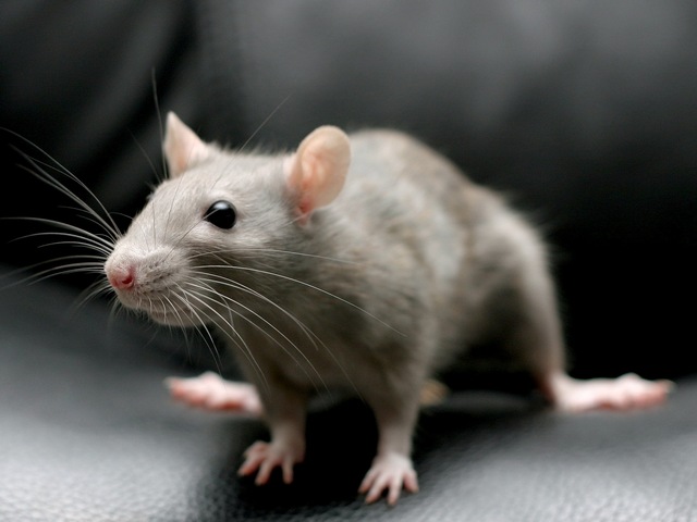 Все о крысах в Нижнем Новгороде | ЗооТом портал о животных