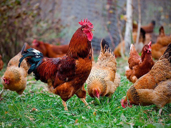 Породы куриц | ЗооТом - продажа, вязка и услуги для животных в Нижнем Новгороде