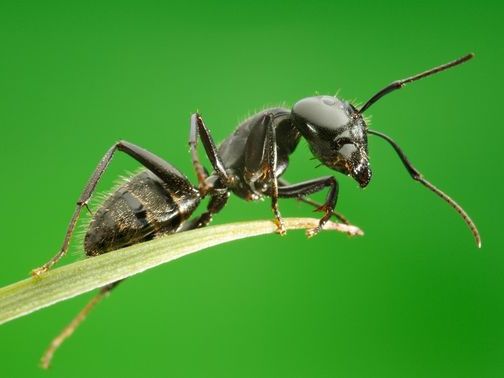Все о муравьях в Нижнем Новгороде | ЗооТом портал о животных