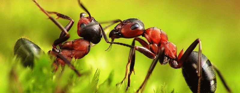Все о муравьях в Нижнем Новгороде | ЗооТом портал о животных