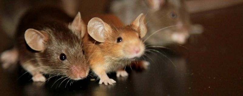 Все о мышах в Нижнем Новгороде | ЗооТом - продажа, вязка и услуги для животных в Нижнем Новгороде