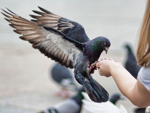 Все о голубях | ЗооТом - продажа, вязка и услуги для животных в Нижнем Новгороде