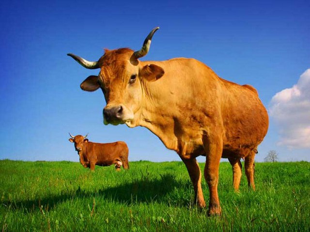 Все о коровах в Нижнем Новгороде | ЗооТом портал о животных