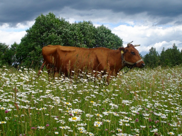 Все о коровах в Нижнем Новгороде | ЗооТом портал о животных