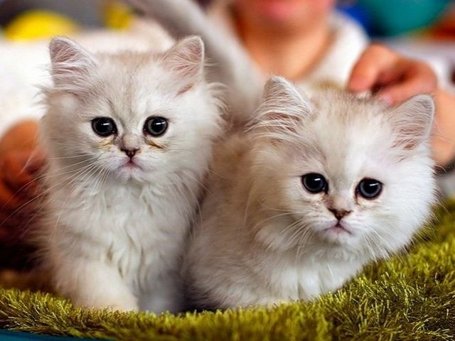 Породы кошек в Нижнем Новгороде | ЗооТом портал о животных