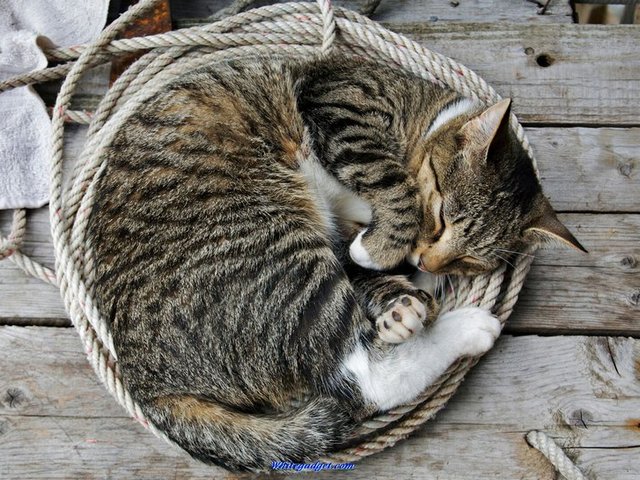 Все о кошках в Нижнем Новгороде | ЗооТом портал о животных