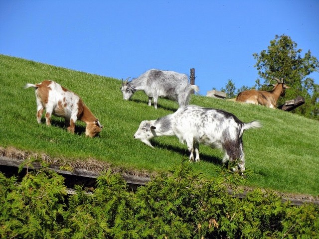 Все о козах в Нижнем Новгороде | ЗооТом портал о животных