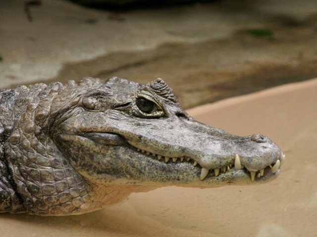 Все о крокодилах в Нижнем Новгороде | ЗооТом портал о животных