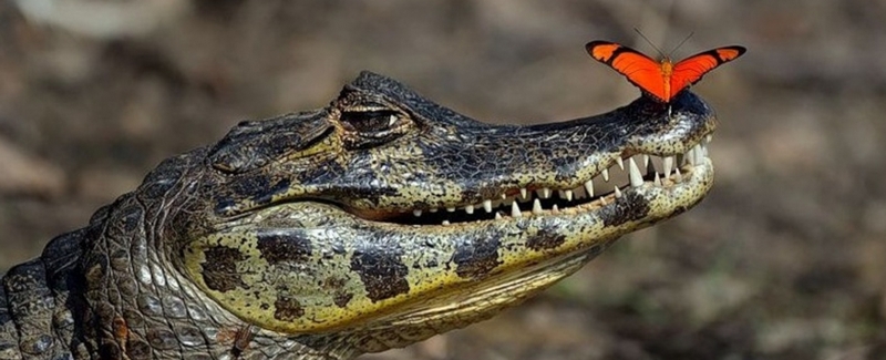 Все о крокодилах в Нижнем Новгороде | ЗооТом портал о животных