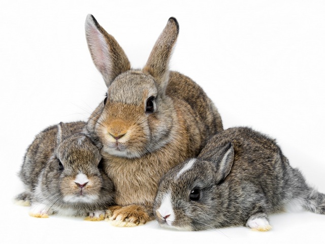 Все о кроликах в Нижнем Новгороде | ЗооТом портал о животных