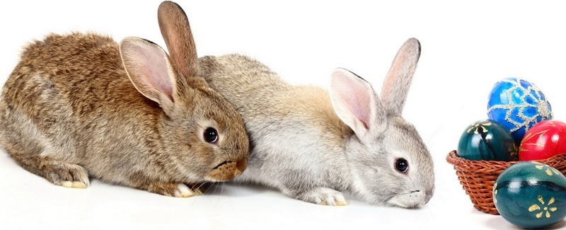 Все о кроликах в Нижнем Новгороде | ЗооТом портал о животных