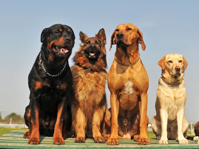 Крупные породы собак в Нижнем Новгороде | ЗооТом портал о животных