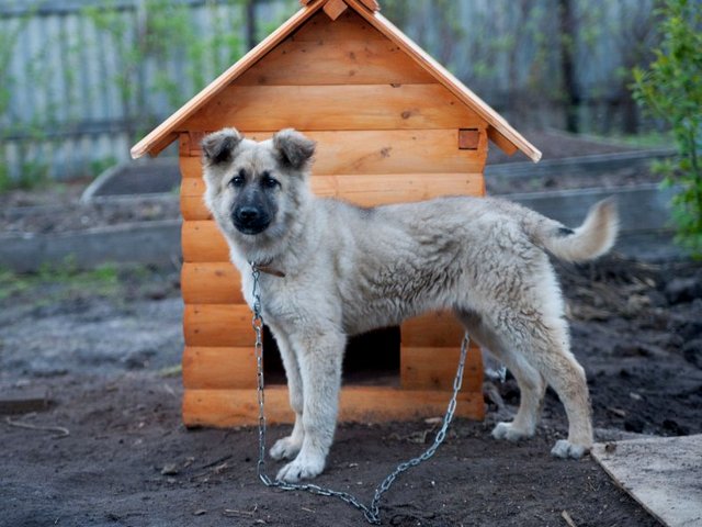Все о собаках в Нижнем Новгороде