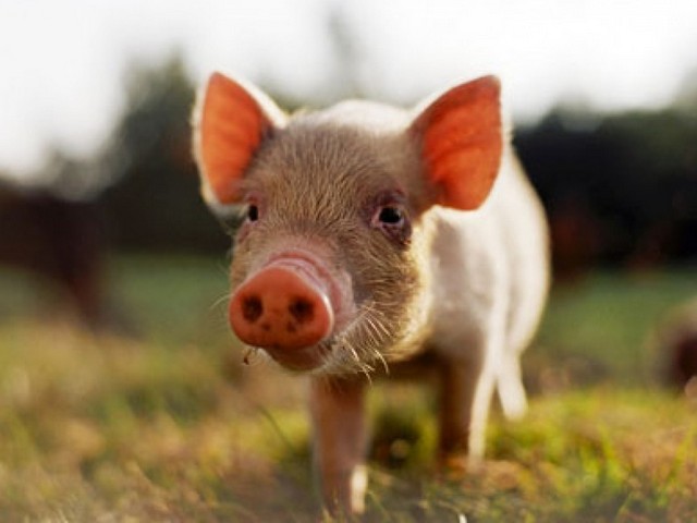 Все о свиньях в Нижнем Новгороде | ЗооТом портал о животных