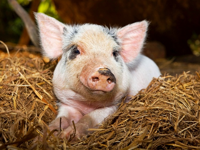 Все о свиньях в Нижнем Новгороде | ЗооТом портал о животных
